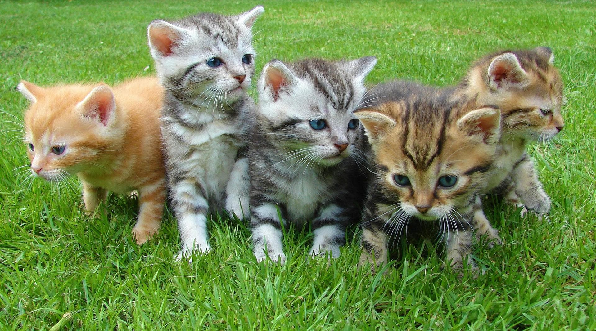 Five tabby kittens on grass