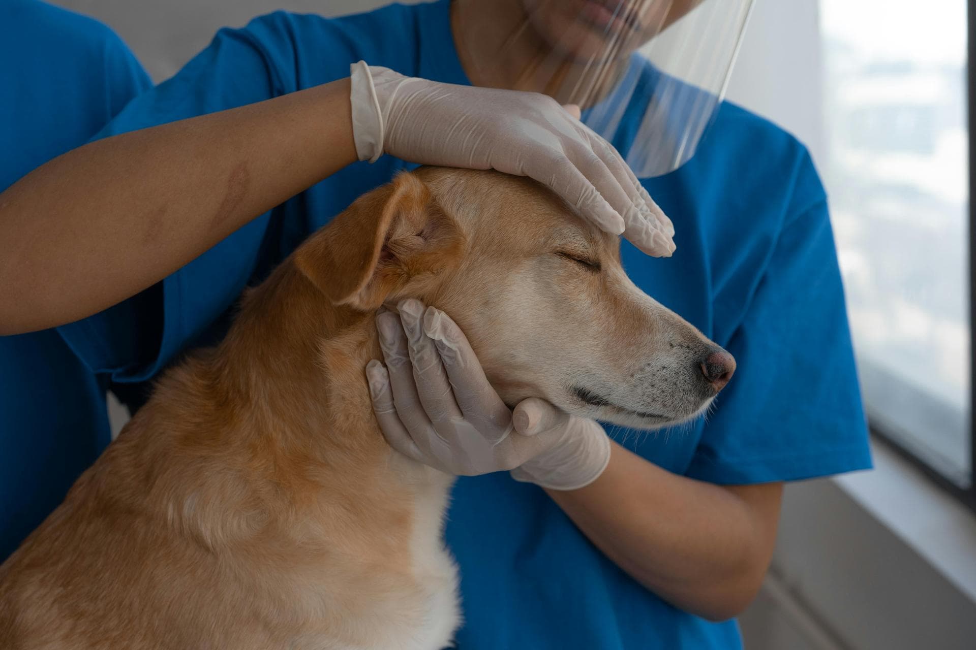 Best Vets in Nottingham