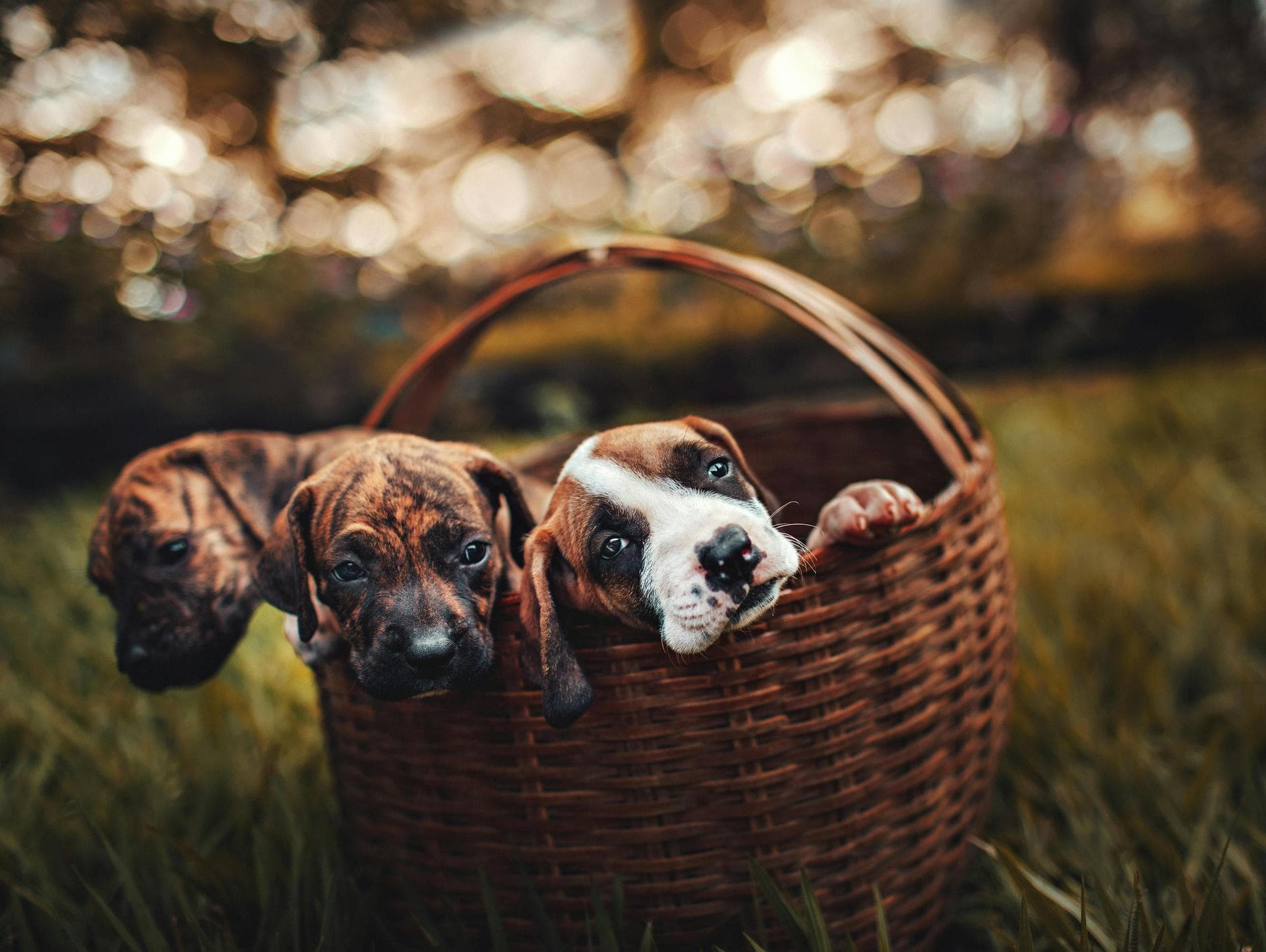 Rabbit Cremation Prices in Nottingham