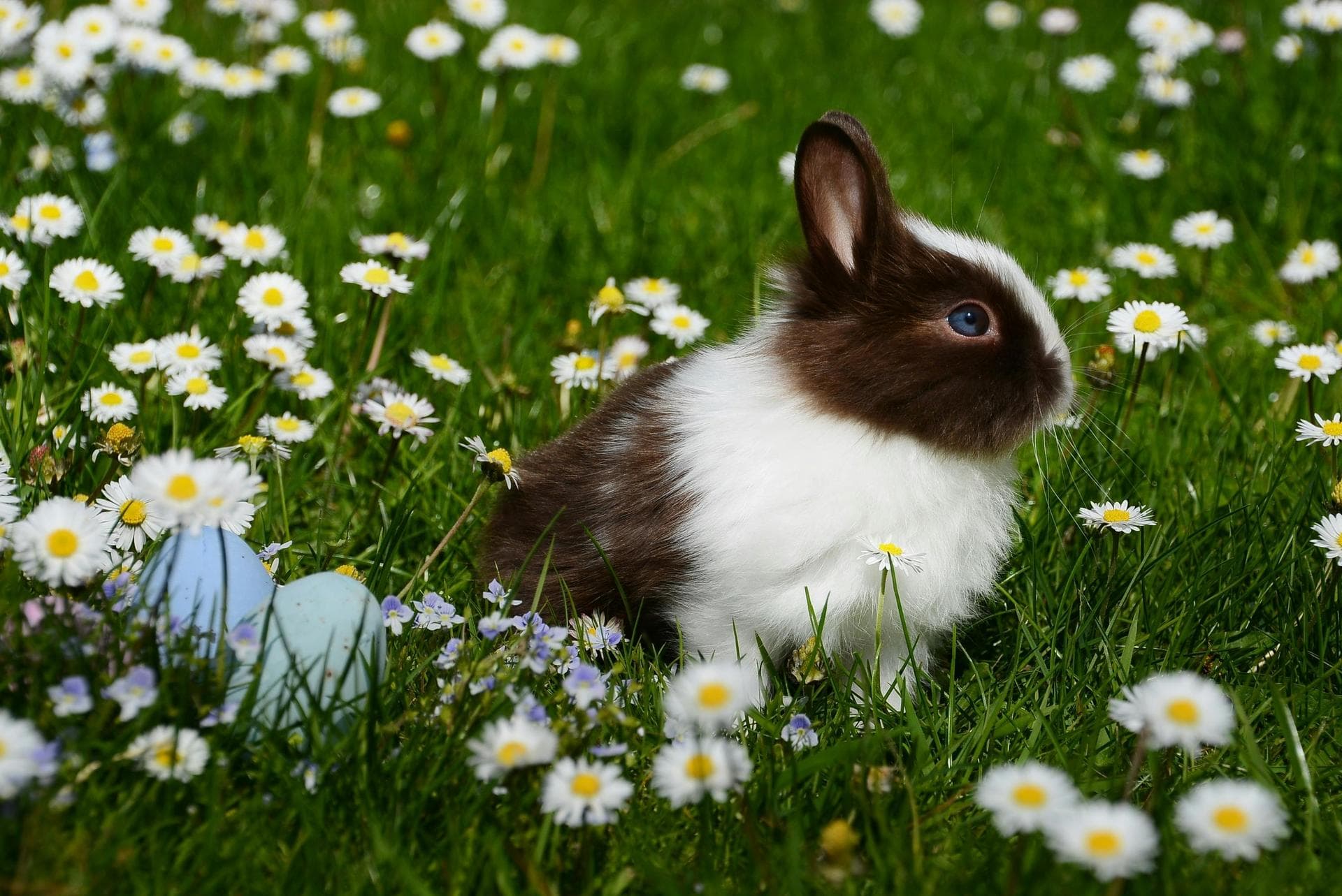 Follow-up Vet Appointment Prices in Nottingham