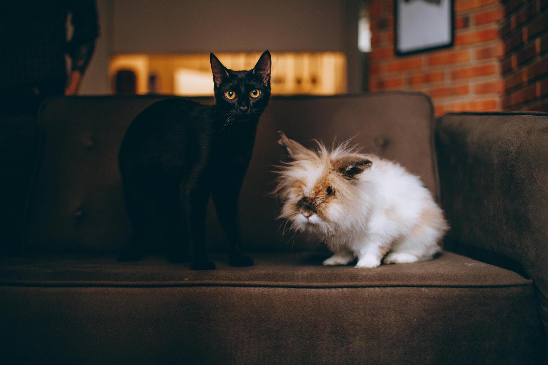 Cat Cremation Prices in Nottingham